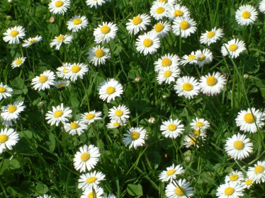 Olsberger Flora