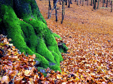 Olsberger Wald