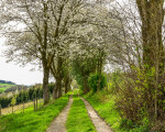 20240413 spaziergang assinghausen jst