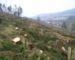 20080131 1931309413 kyrill daniel10