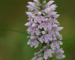 20080322 1823198728 flora 18