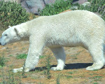 eisbaeren 20110529 2066609453