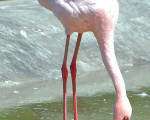 flamingo 20110529 1219256635