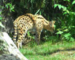 serval auf der jagt 20110529 1878306051