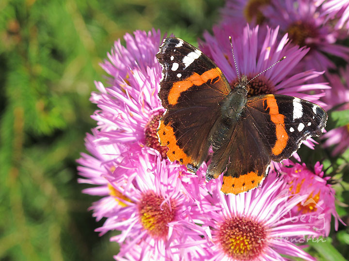 die letzten tage eines schmetterlings 20121023 2011253663