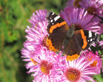 die letzten tage eines schmetterlings 20121023 2011253663