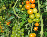 letzte ernte 20121023 1412503262