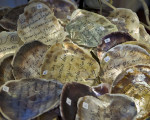 sprichwoerter sind der schmuck der rede 20121024 1540647763