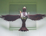 leicht angenagt 20120605 1919836153