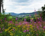 im blickfeld der bank 20120812 1317989219