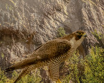 der wanderfalke 20181125 1698347258