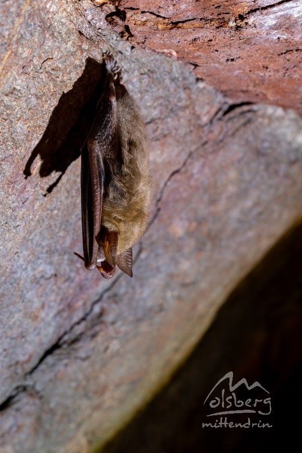  c  lukas gerke fotografie   fledermause philippstollen olsberg  