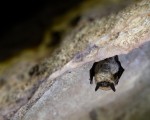  c  lukas gerke fotografie   fledermause philippstollen olsberg  