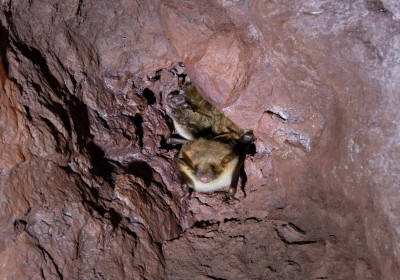 Fledermäuse im Philippstollen