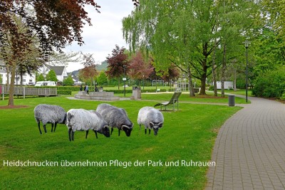 Heidschnucken übernehmen Pflege der Grünflächen von Park und Ruhraue
