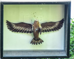 vogelschiessen im hasley 20220706 1346778235