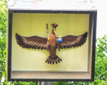 vogelschiessen im hasley 20220706 1373970100