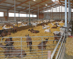 ziegenhof fredebeul jost in ruethen 20181213 2095219739