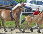 stutenschauint10681