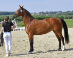 stutenschauint11579