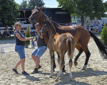 stutenschauint129