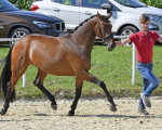 stutenschauint136