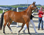 stutenschauint137