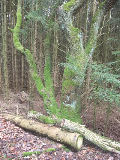 2019 0306Waldbaden0004Web