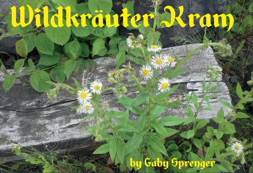 Wildkraeuter Kram Gaby Sprenger